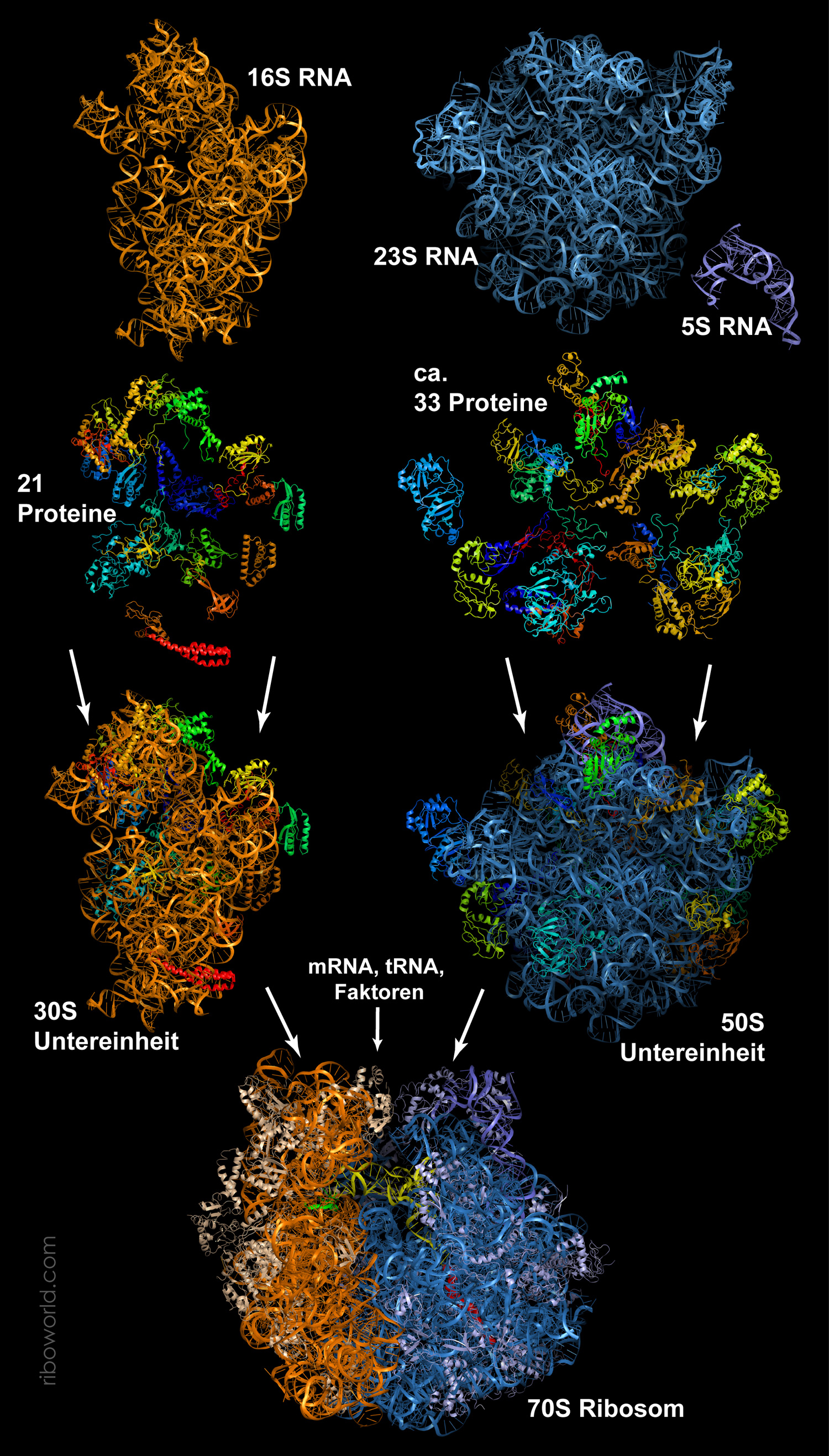 Zusammensetzung des bakteriellen Ribosomes. Copyright: J.M. Harms, Riboworld.com