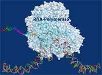 rna-polymerase-blue200