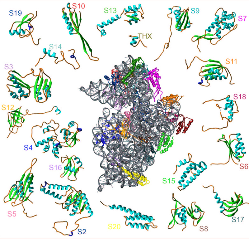 Ribosomale 30S Untereinheit, 16S RNA grau, ribosomale Proteine bunt. Die einzelnen Proteine sind noch einmal einzeln dargestellt, dabei ist die Bezeichnung in der Farbe geschrieben, die das Protein in der Strukturdarstellung hat.
